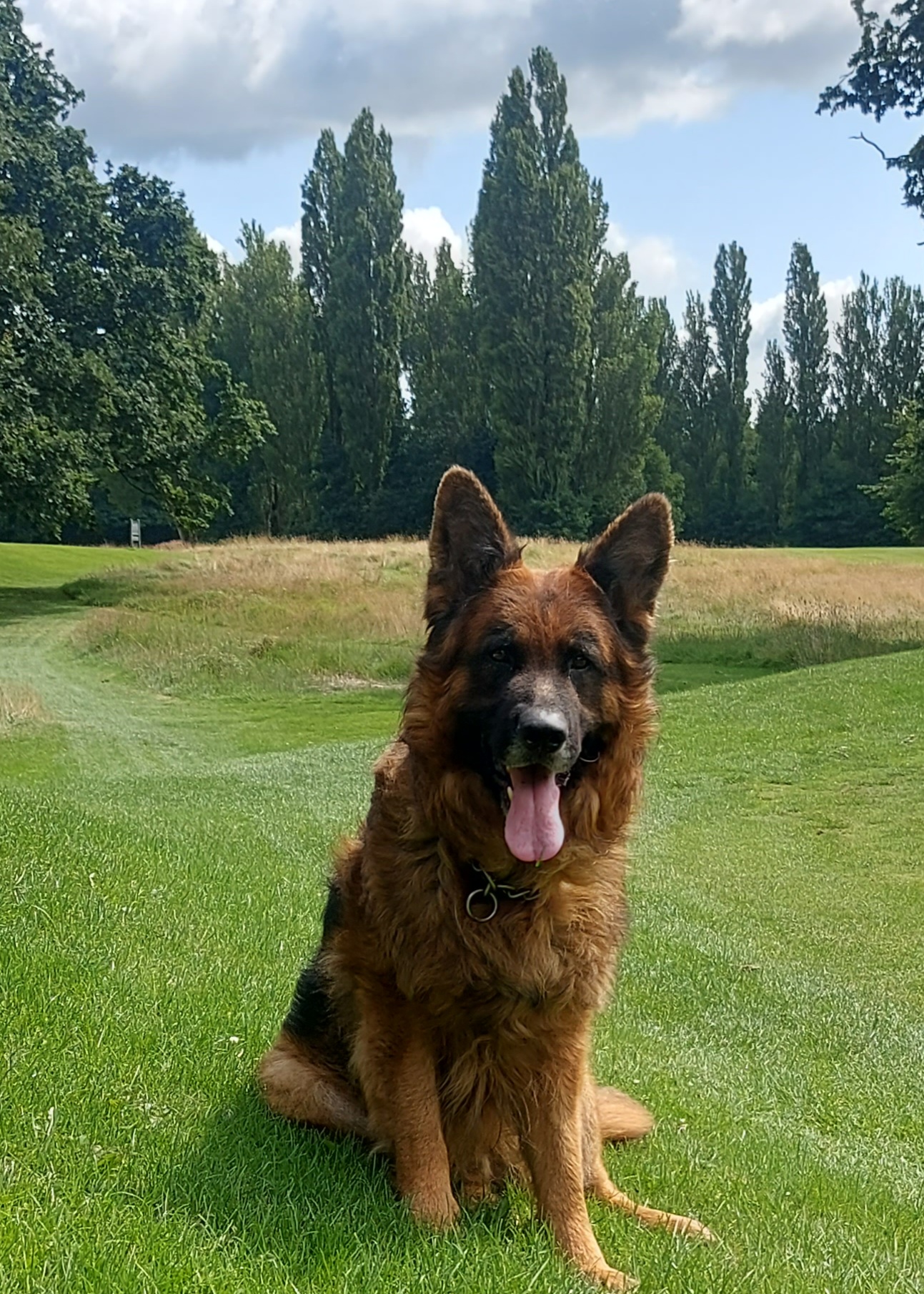 MK Dog Grooming — photo 6