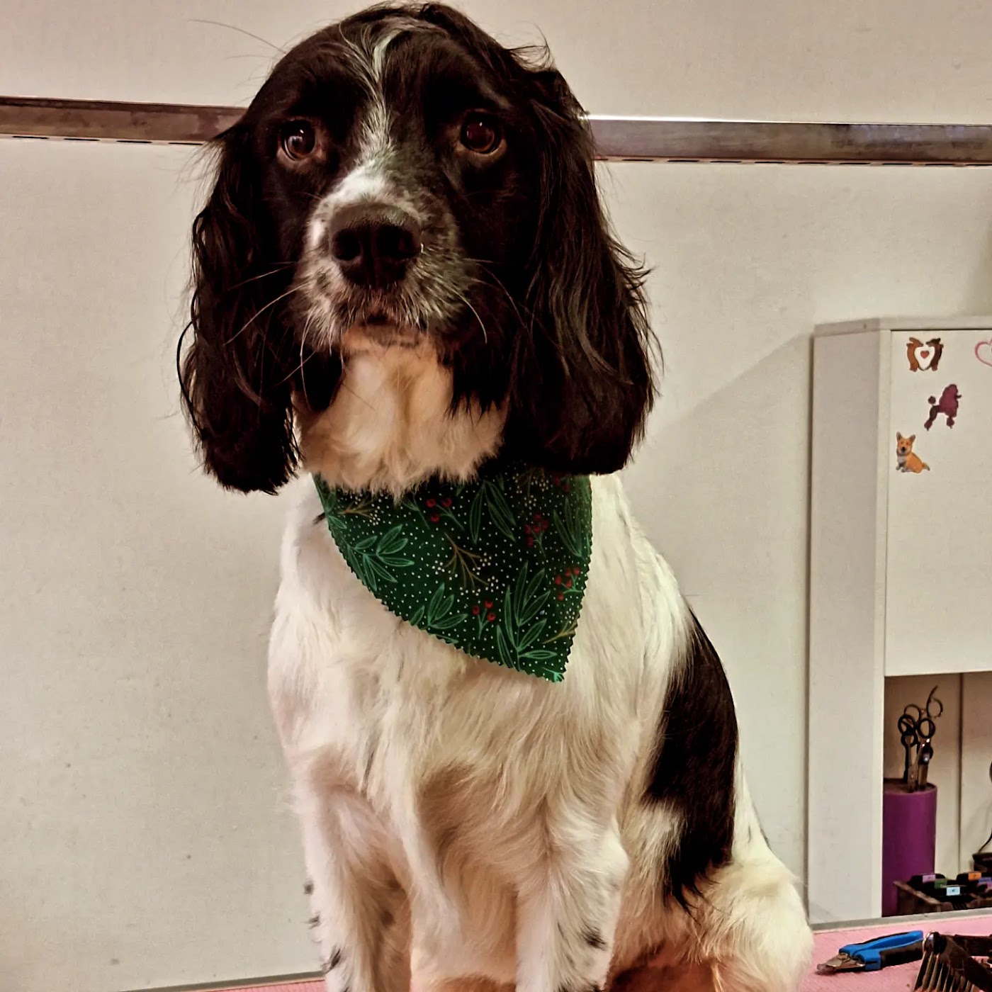 MK Dog Grooming — photo 7