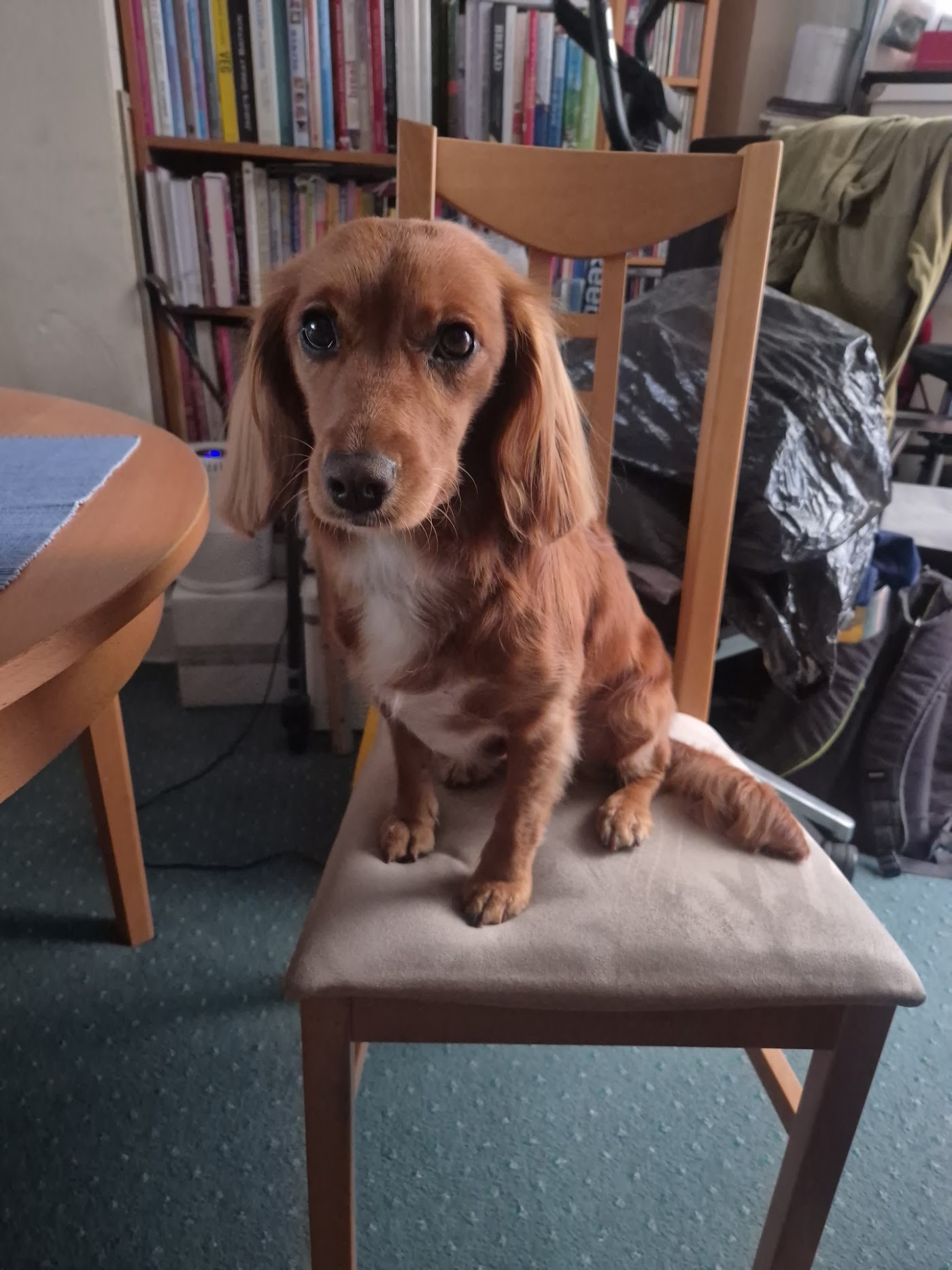 MK Dog Grooming — photo 1