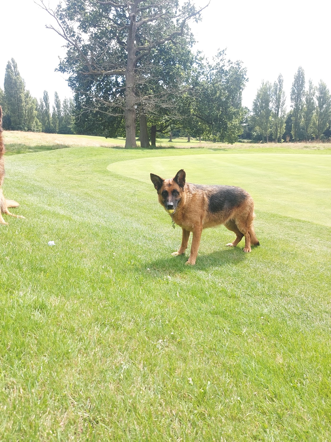 MK Dog Grooming — photo 2