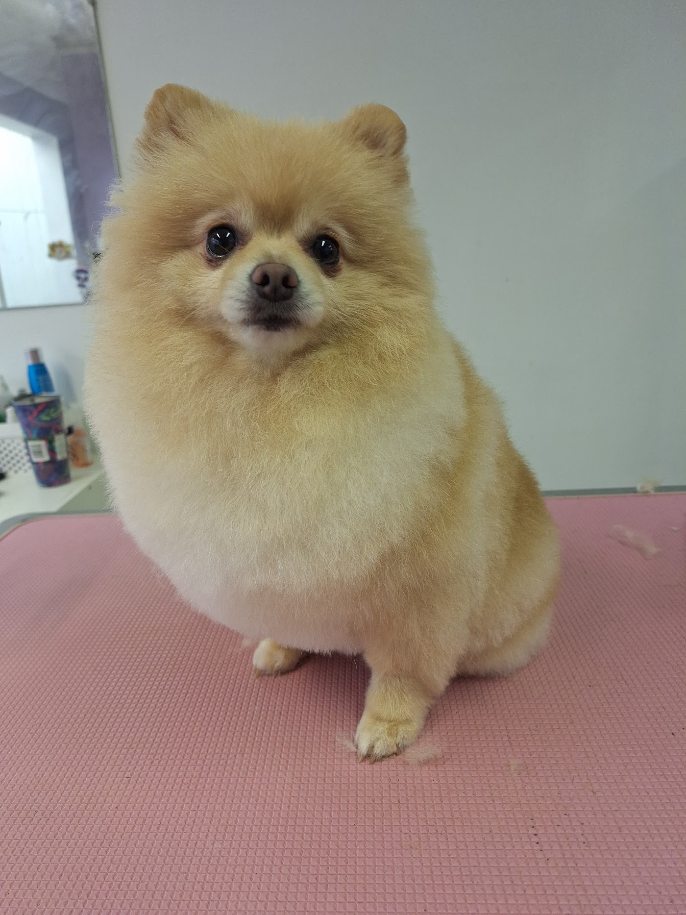 MK Dog Grooming — photo 3