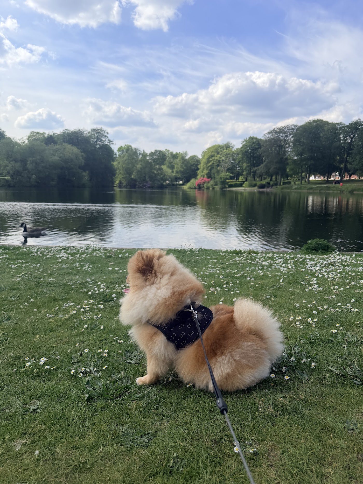 MK Dog Grooming — photo 4