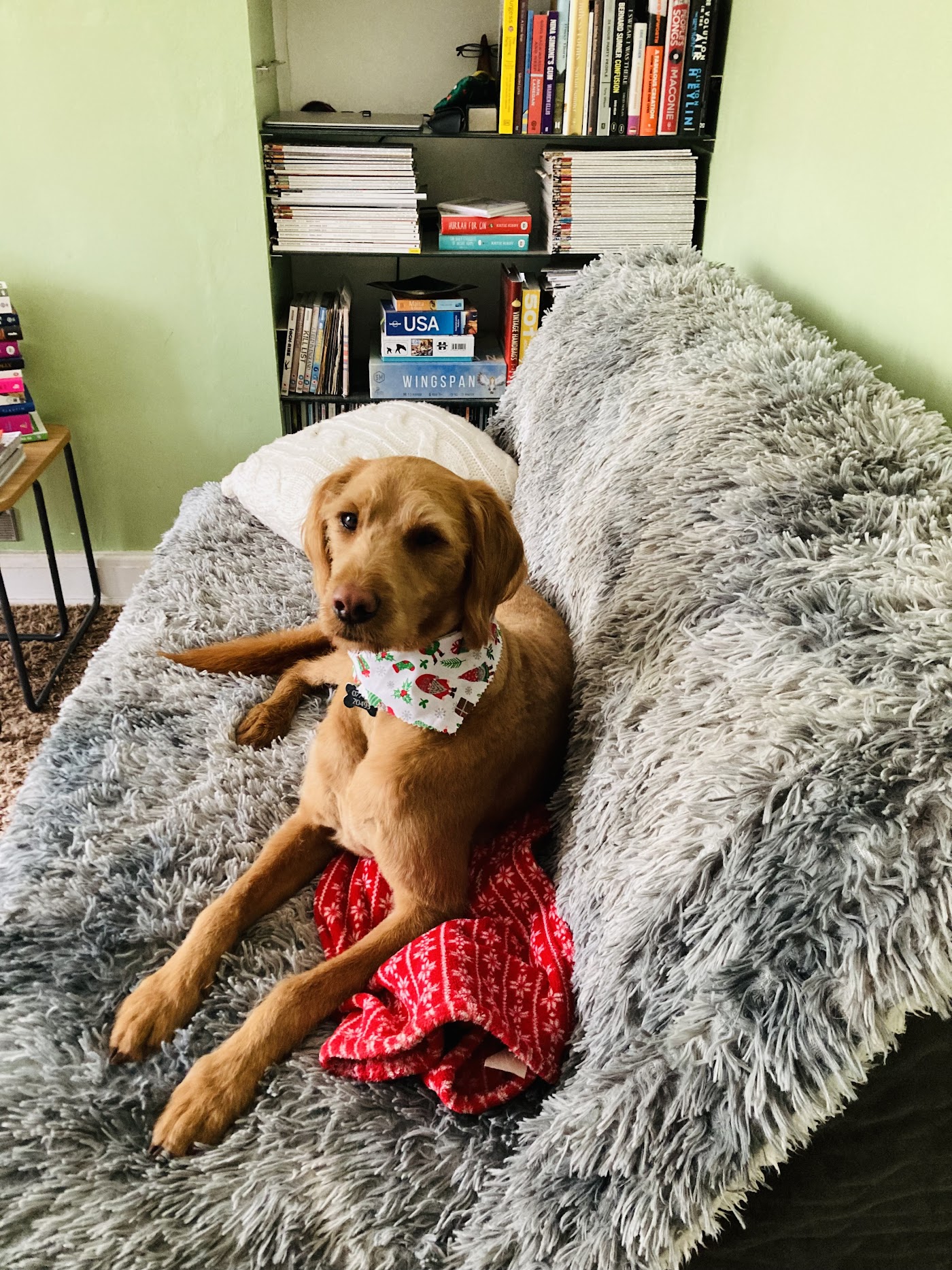MK Dog Grooming — photo 5
